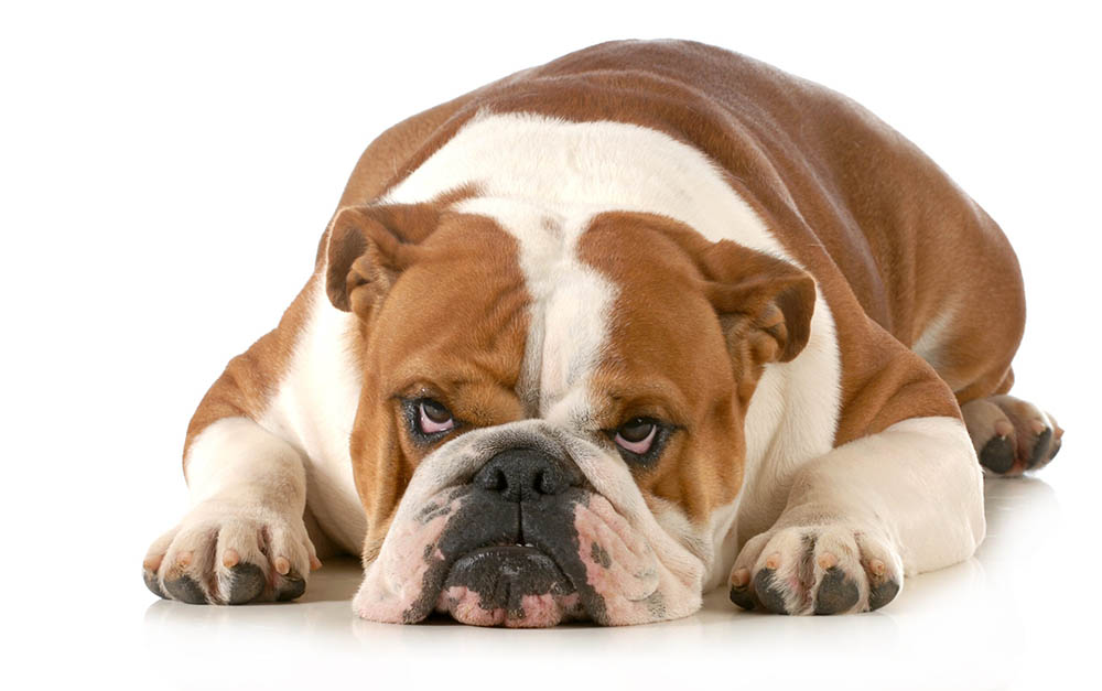 If you've been attacked or bitten by a dog, a personal injury lawyer from Sacramento can help you pursue compensation for your medical bills and other losses.